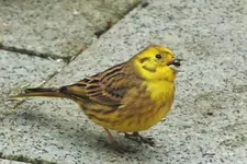 DSCF8243 (2).webp