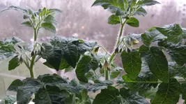 20161126_081841.webp
