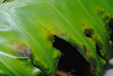 Philodendron Blattausschn.webp