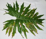 Philodendron krank.jpg