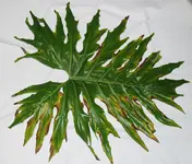 Philodendron krank.webp