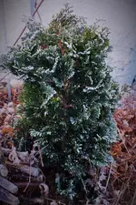 DSCF8294 (2).webp