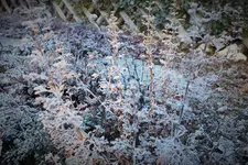 DSCF8287 (2).webp