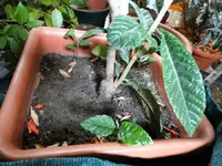DSC08326.webp