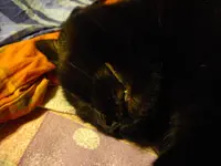 IMGP4208.webp