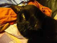 IMGP4211.webp