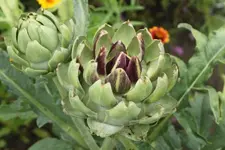 artischocke 30.7..webp