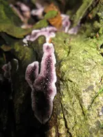 violetter knorpelschichtpilz.webp