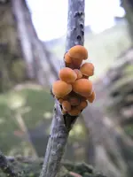 samtfussrübling_600x800.webp