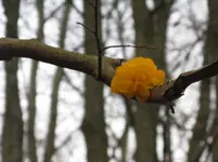 goldgelber zitterling.webp