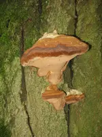 004_600x800.webp