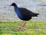 Pukeko NZ v.jpg