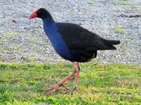 Pukeko NZ v.webp