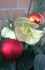 IMG_20161229_094516.webp