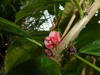 P1040044Goethea Cauliflora.webp