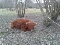 Galloway1.webp