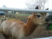 Lama1.jpg