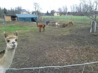 Lama2.jpg