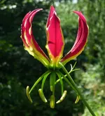 Forum Ruhmeskrone Einzelblüte.webp