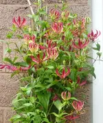 Forum Ruhmeskrone Blütenformen.webp