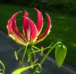 Forum Ruhmeskrone Blüte Knospe.webp