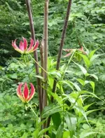 Forum Ruhmeskrone Gestänge.webp