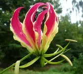 Forum Ruhmeskrone junge Blüte.webp