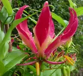 Forum gealterte Blüte mit reifem Pollen.webp