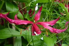 Forum alte Blüte.webp