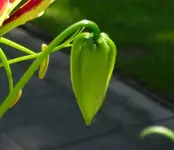 Forum Blütenknospe.webp