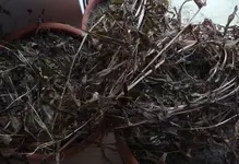 Forum Ruhmeskrohne im Winter.webp