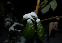 Schnee.webp