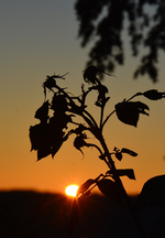 DSC_8910.webp