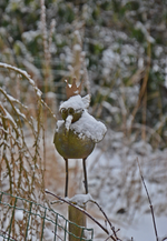 DSC_8922.webp