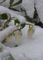 DSC_8927.webp