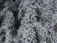 BILD6163.webp