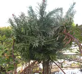 Schirmrose im Januar 2017.jpg