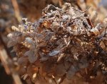 Hortensie_Gegenlicht_Eis_Kristalle_Winter_bokeh_makro4.jpg