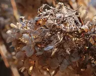 Hortensie_Gegenlicht_Eis_Kristalle_Winter_bokeh_makro4.webp