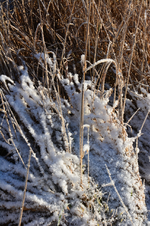 DSC_9009.webp
