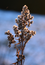 DSC_8992.webp