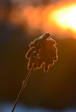 DSC_8999.webp