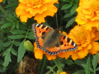 IMG_2383.webp
