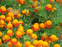 IMG_2386.webp