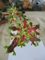 DSCF0173.webp