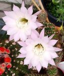 IMGP2760 echinopsis nah verkleinert.JPG