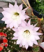 IMGP2760 echinopsis nah verkleinert.webp