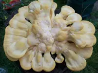 Pilz1.webp