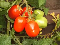 Garten August09 004.webp
