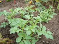 Garten August09 005.webp